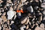 PICTURES/Grand Marais & a Lutsen Wedding/t_Artsy - Red Berries in Rocks1.JPG